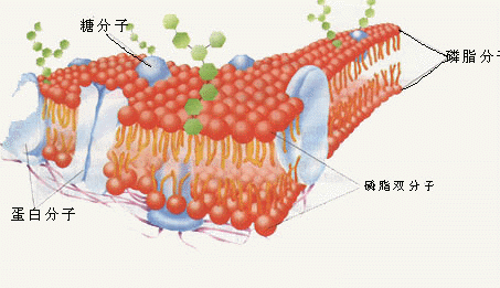 细胞膜结构示意图