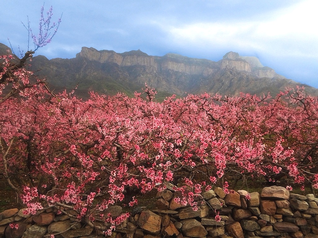 常大片某植,构成"桃花山"桃花坞"桃花洞"桃花峰"桃花林"桃