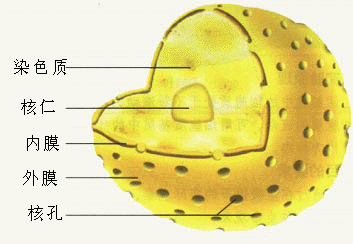 细胞核结构模式图