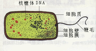 细菌模式图