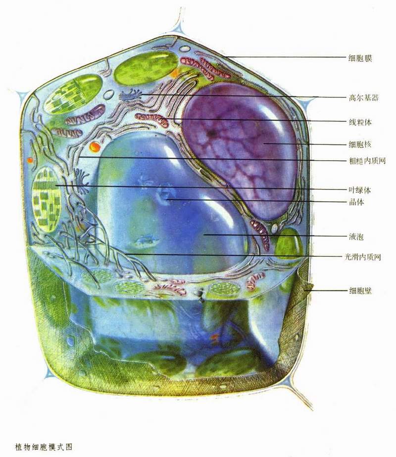 植物细胞模式图