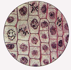 洋蔥根尖的細胞分裂
