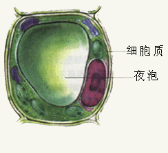 植物细胞的液泡