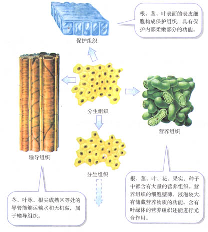 植物的几种主要组织